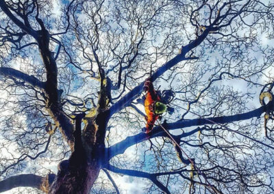 Tree Surgeons Grimsby